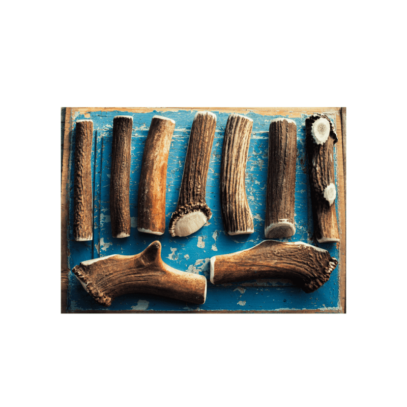 Bois de cerf pour chien entier taille M